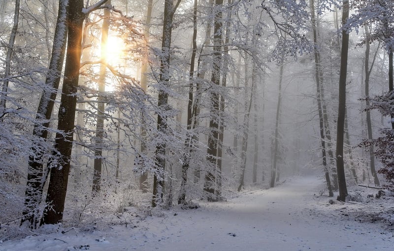 Forest Landscape